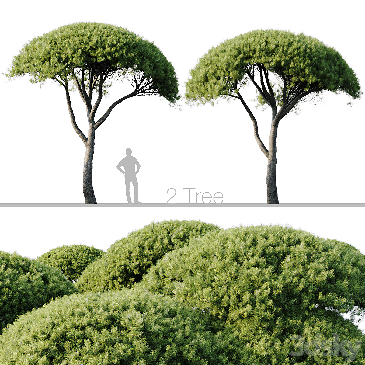 Pinus Pinea_小熊猫超级