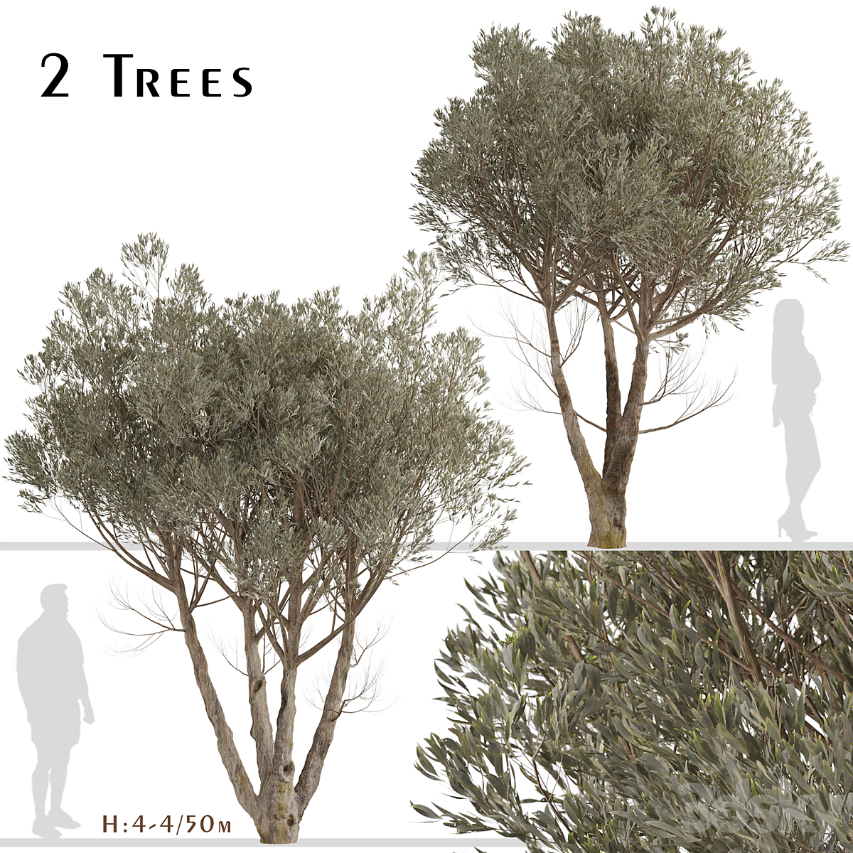 Acacia Aneura 套装_小熊猫超级