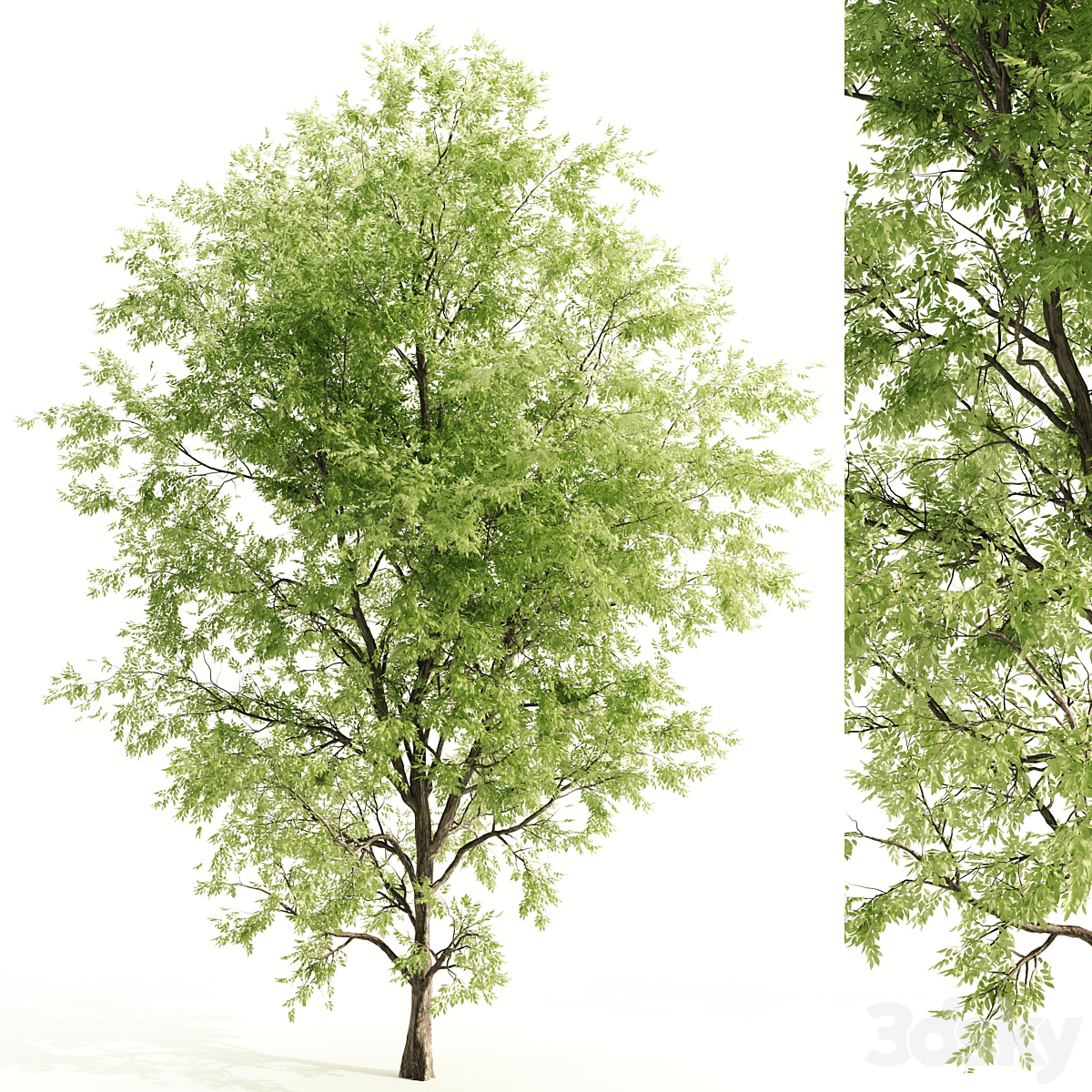 tree_小熊猫超级