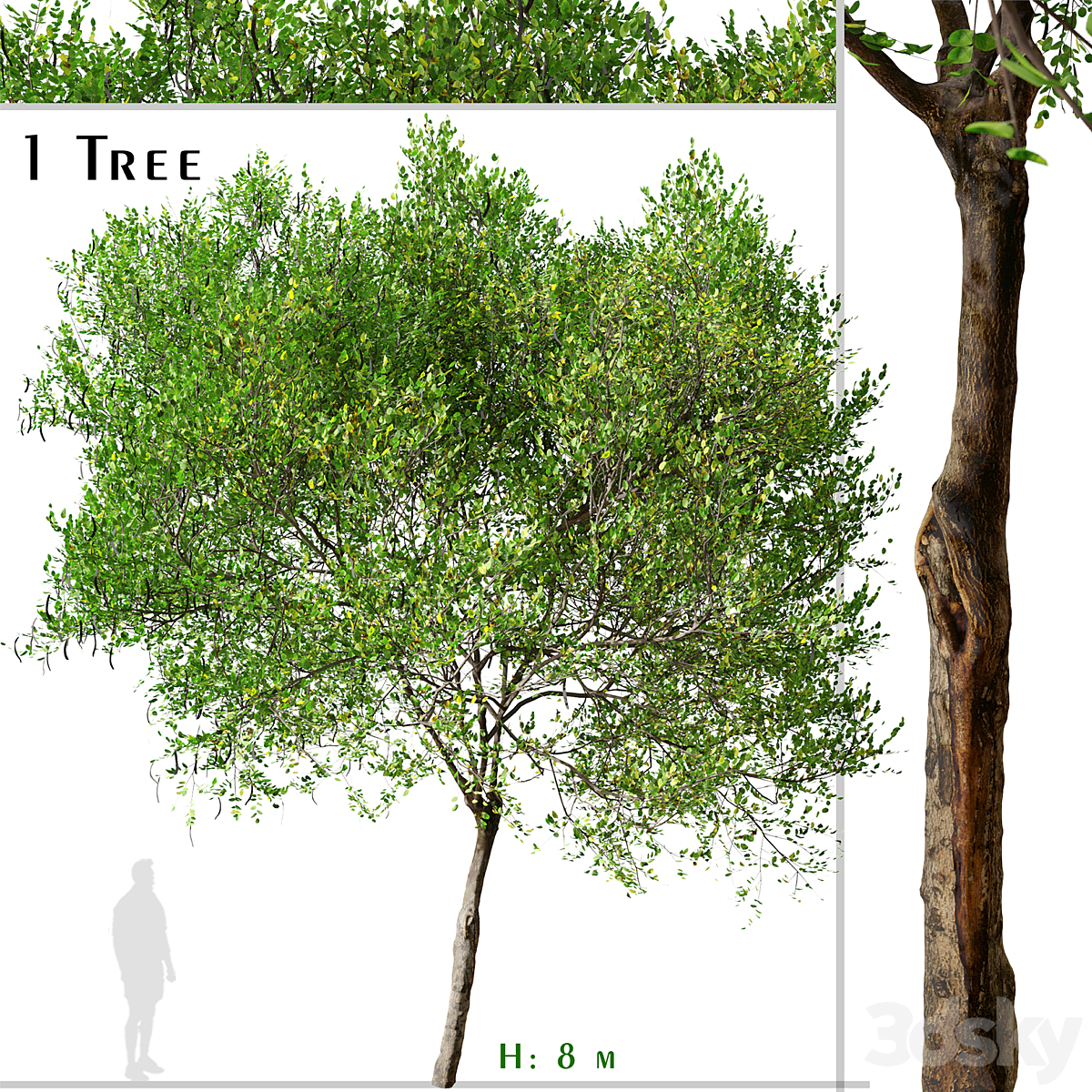 Carob Tree_小熊猫超级