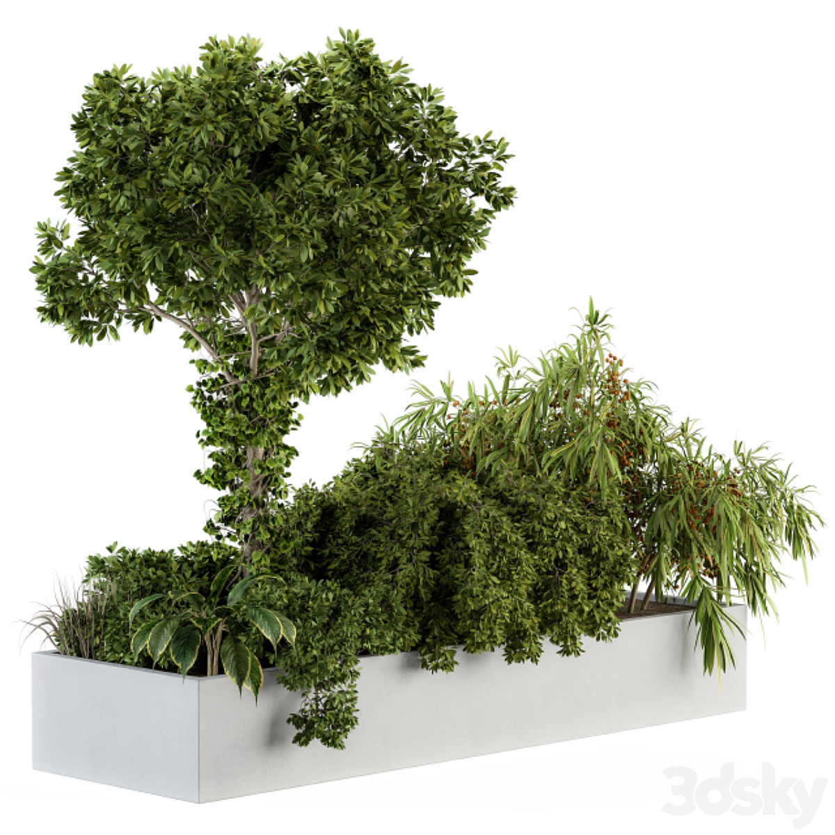 Outdoor-植物77( )_小熊猫超级