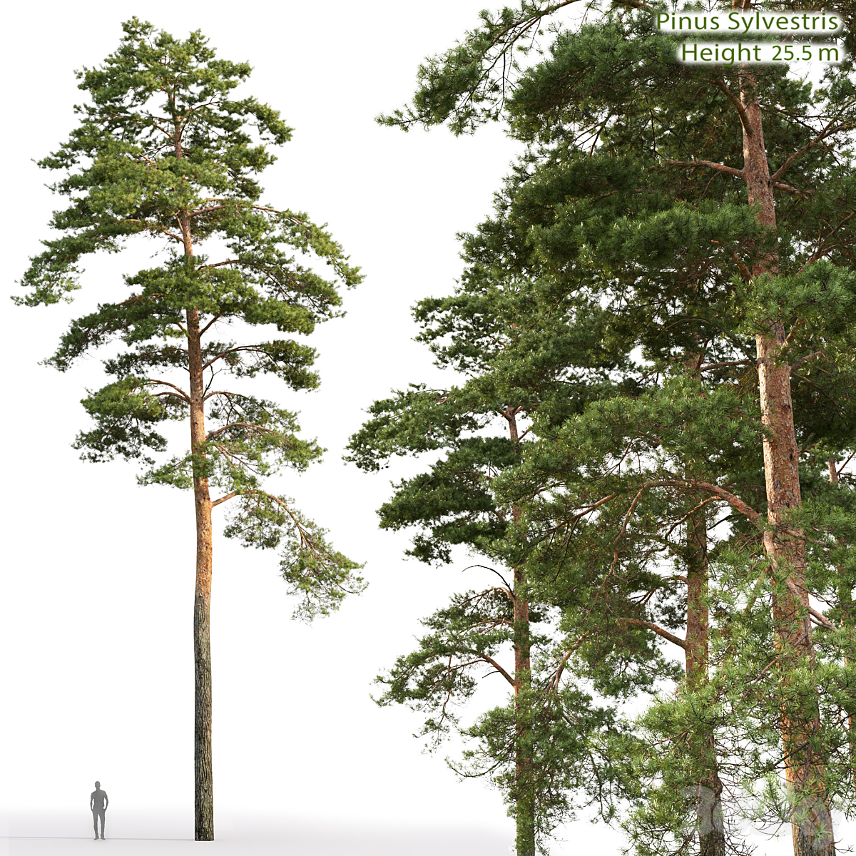 Pinus Sylvestris 026(25.5m)( 2013)_小熊猫超级