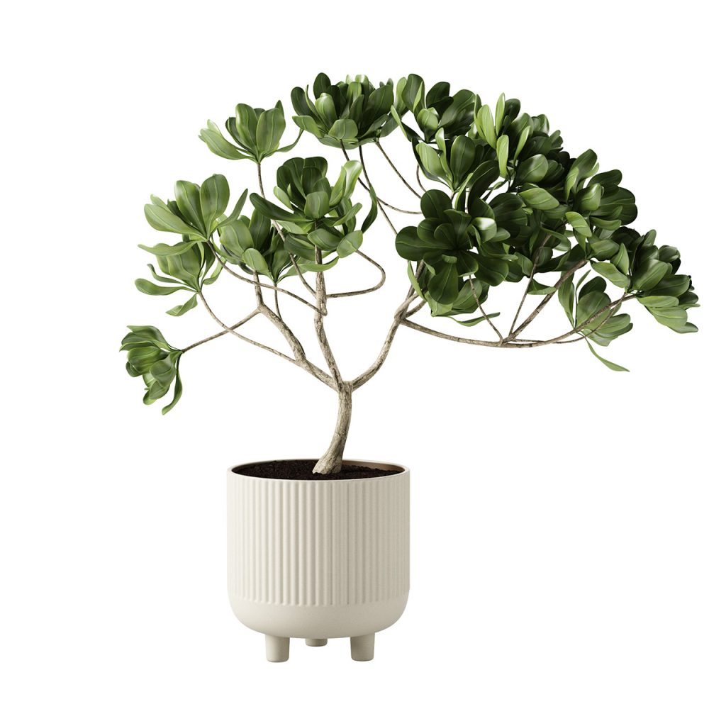 Kristina Dam Studio Terracotta 碗 X-大号 搭配 植物_小熊猫超级