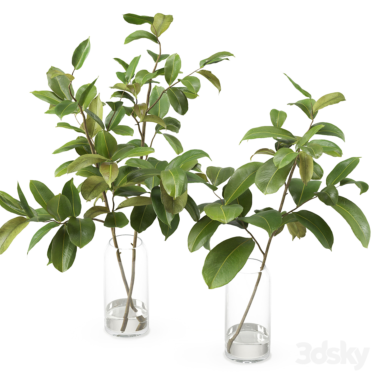 Magnolia Branch max2016_小熊猫超级