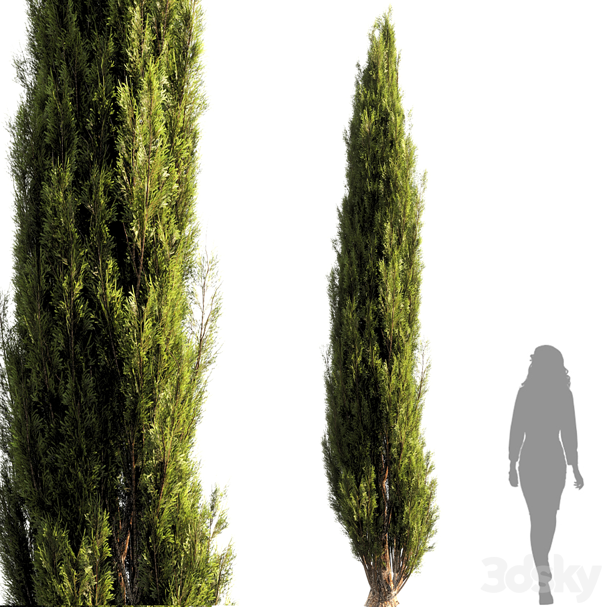 bush tree 010_小熊猫超级