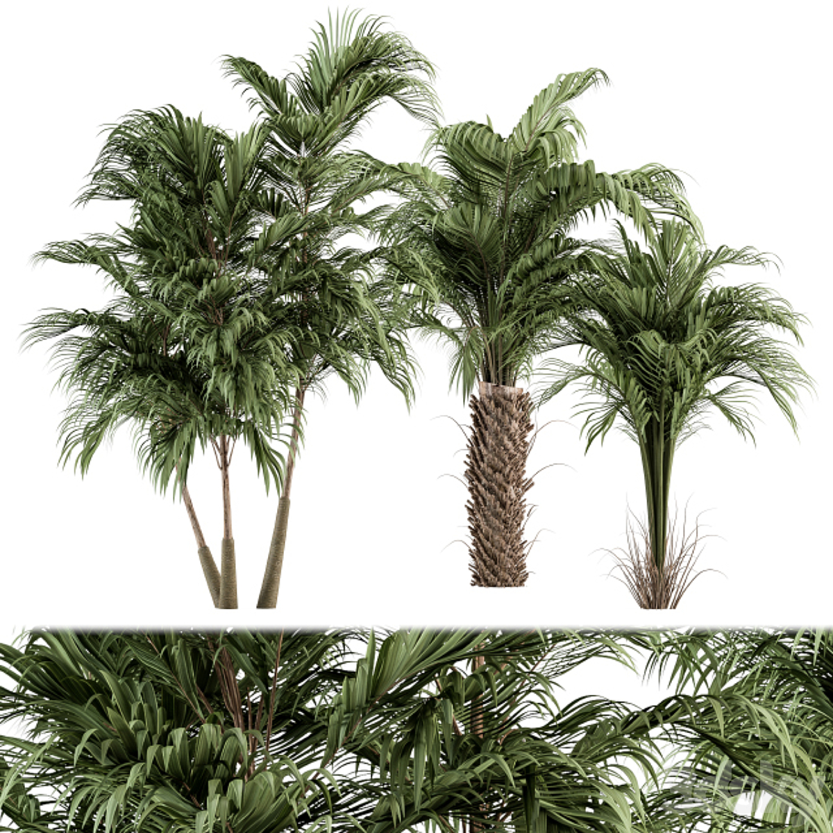 Tree-套装55( )_小熊猫超级