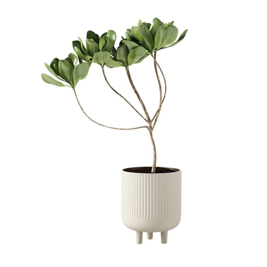 Kristina Dam Studio Terracotta 碗 L 搭配 植物_小熊猫超级