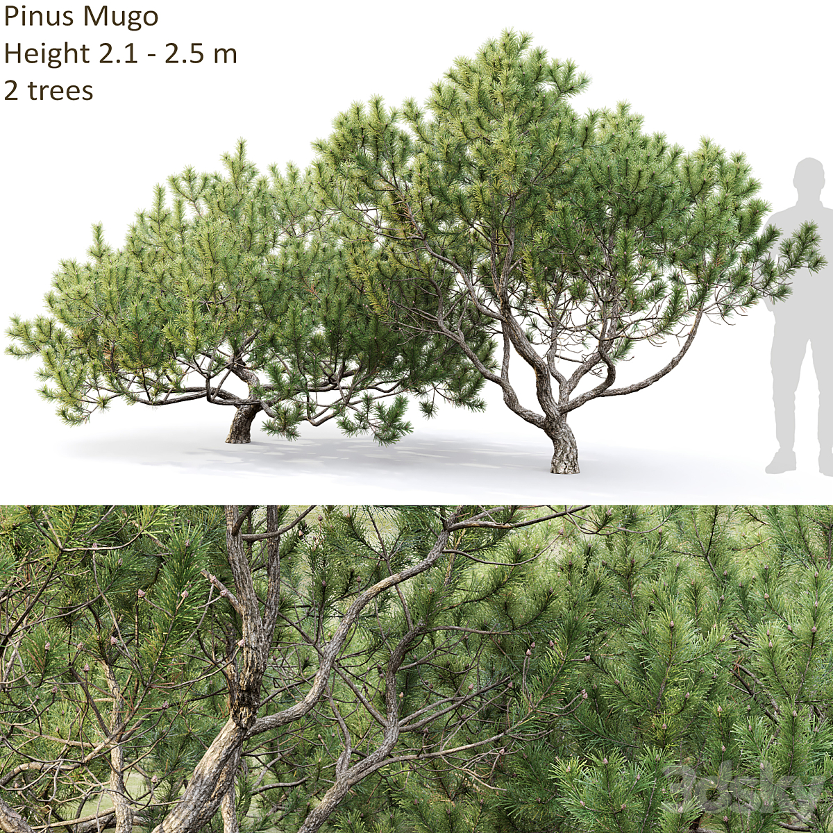 Pinus Mugo 12(2.1-2.5m)( 2013)_小熊猫超级