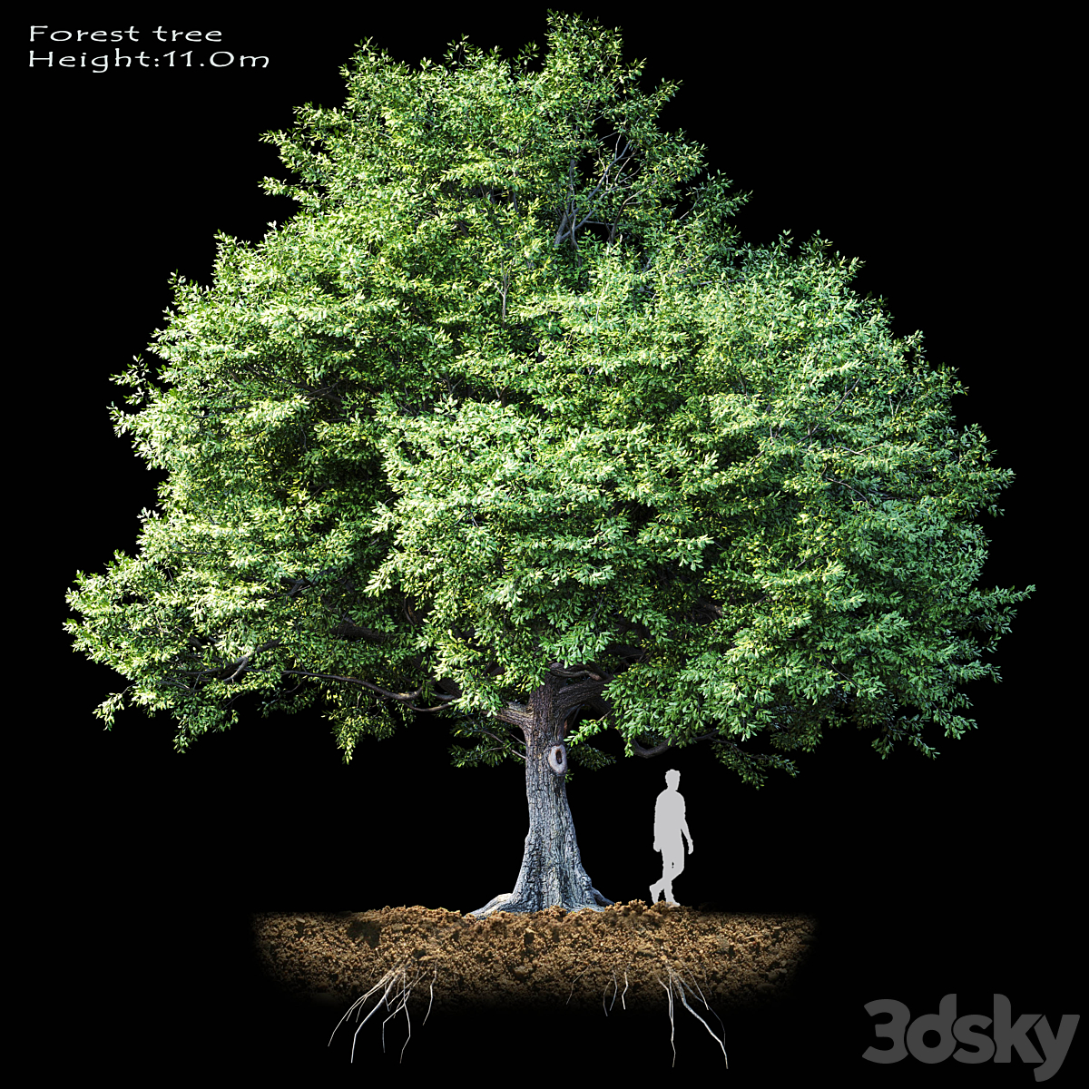 Oak-tree_小熊猫超级