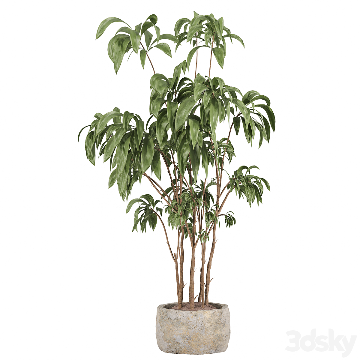 indoor 植物 套装 059 2015_小熊猫超级