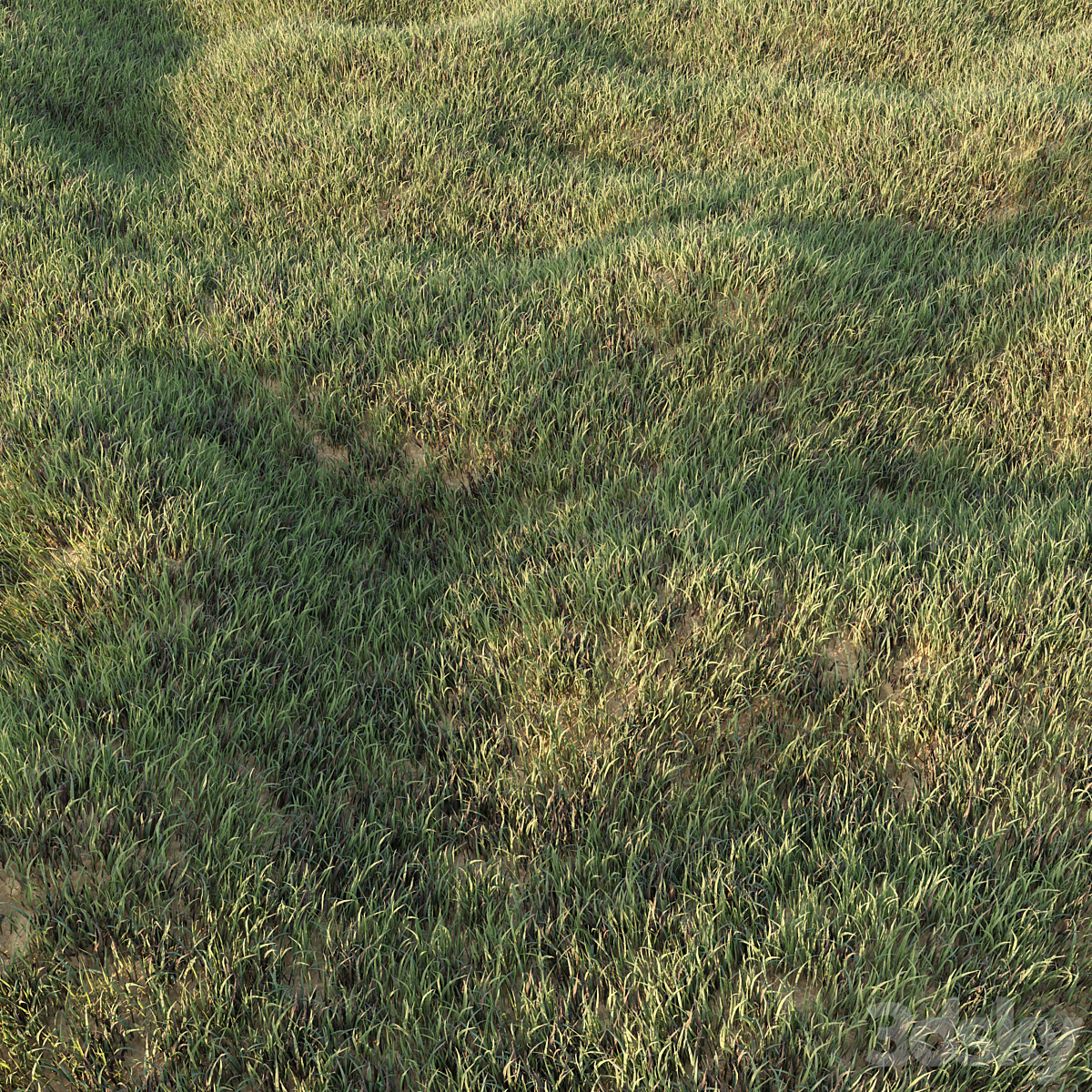 Grass Collection 5_小熊猫超级