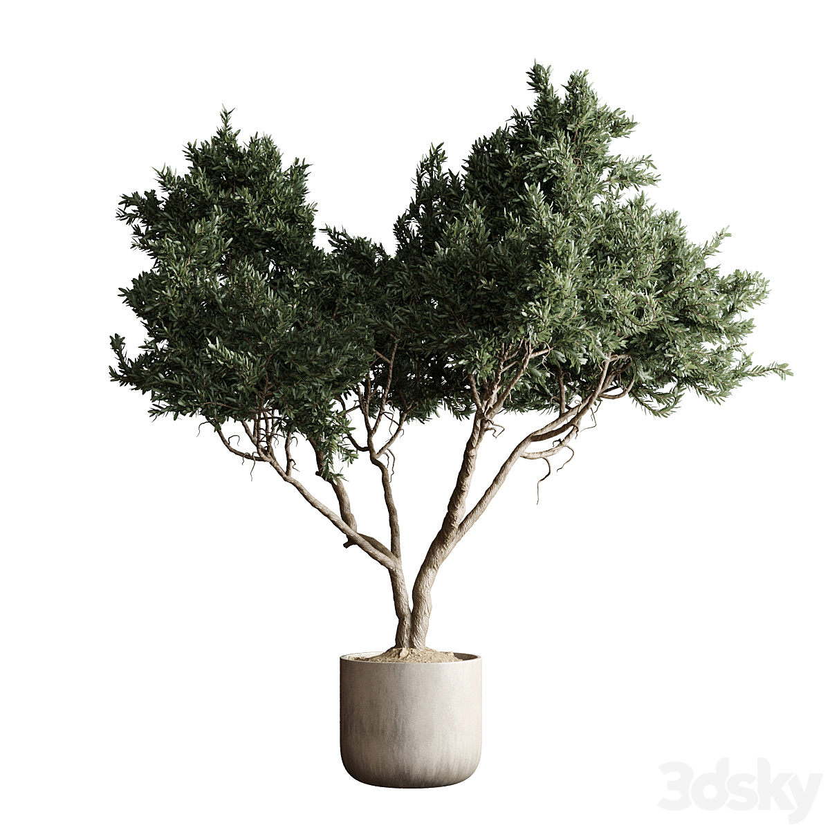 Indoor 植物 04 - tree pot max2015_小熊猫超级