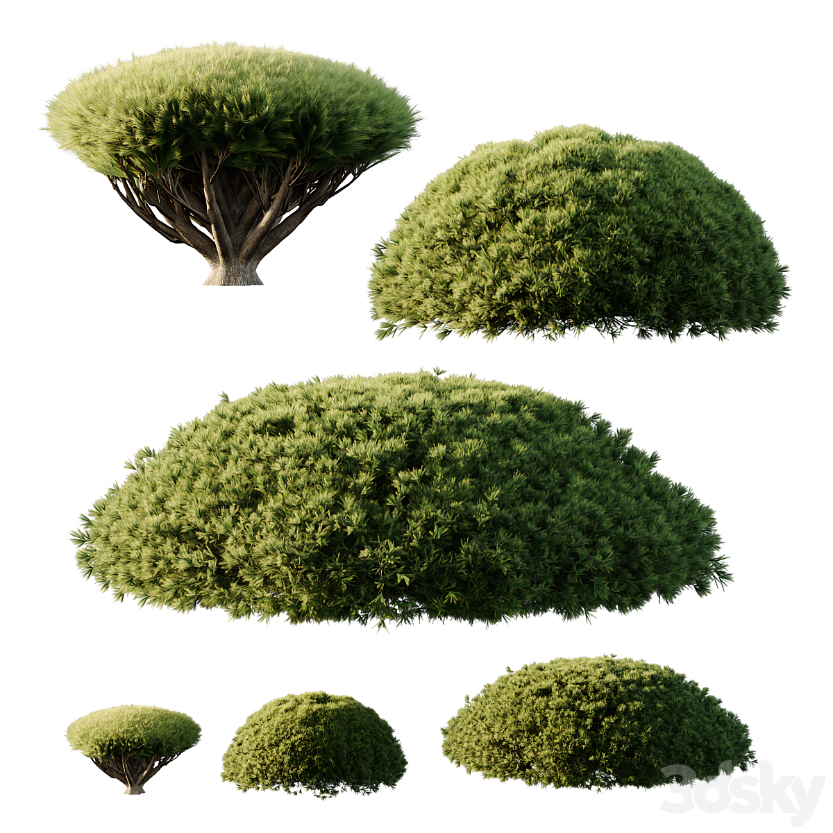 Pinus Mugo Bush08_小熊猫超级