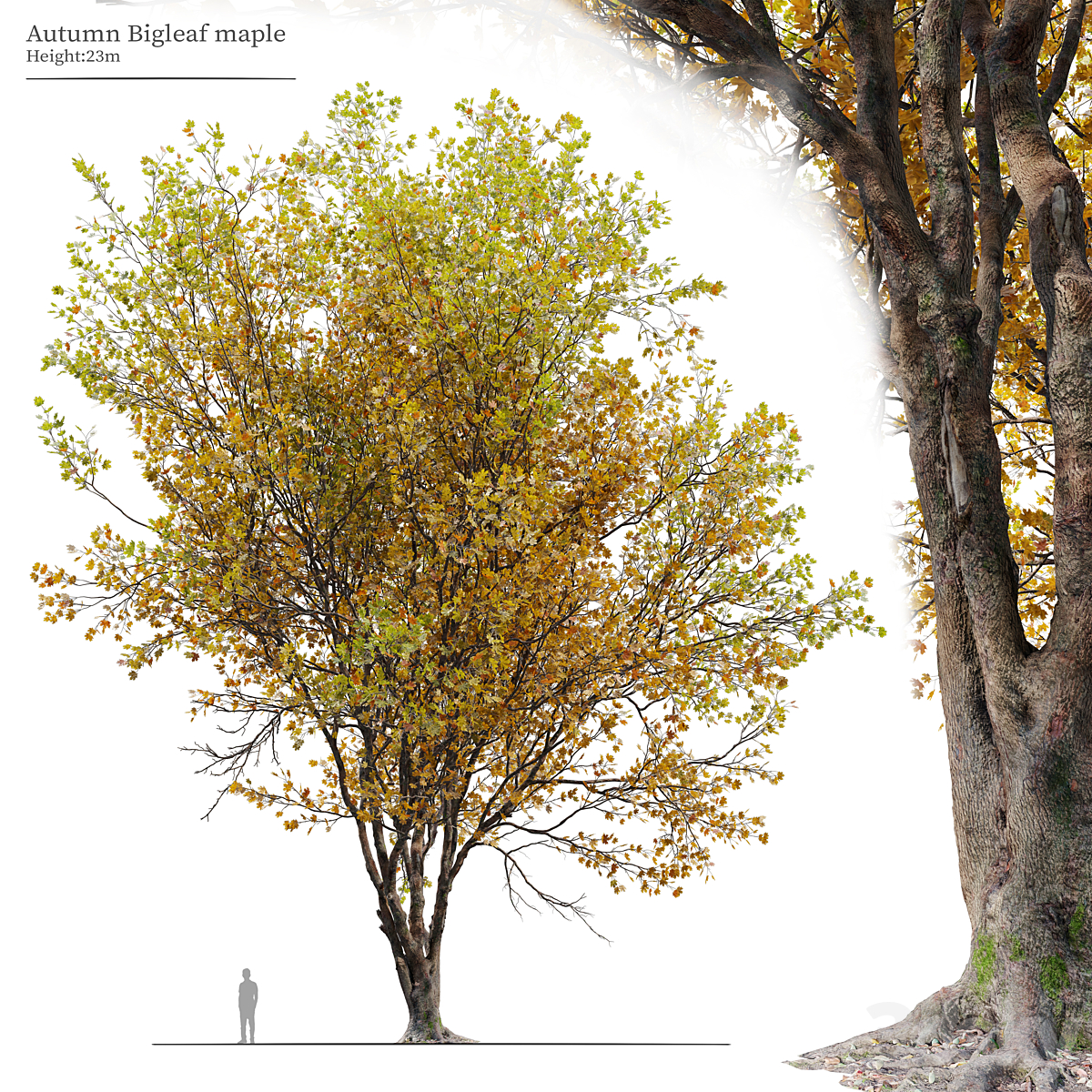 Autumn acer macrophyllum 02_小熊猫超级