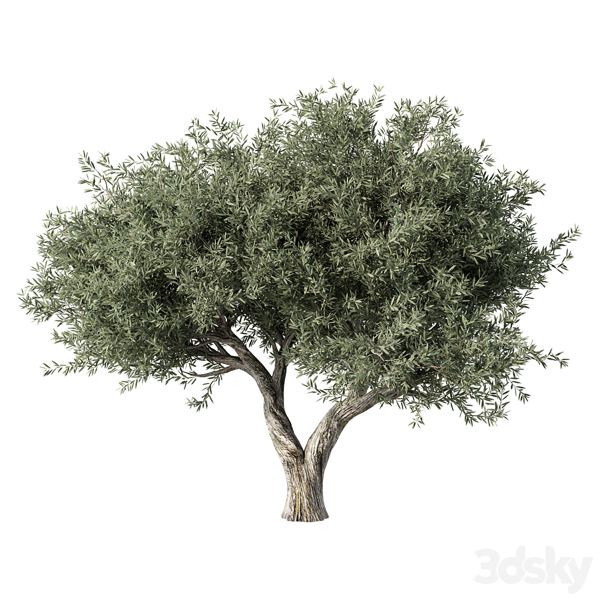 Olive Tree No.78 2013_小熊猫超级