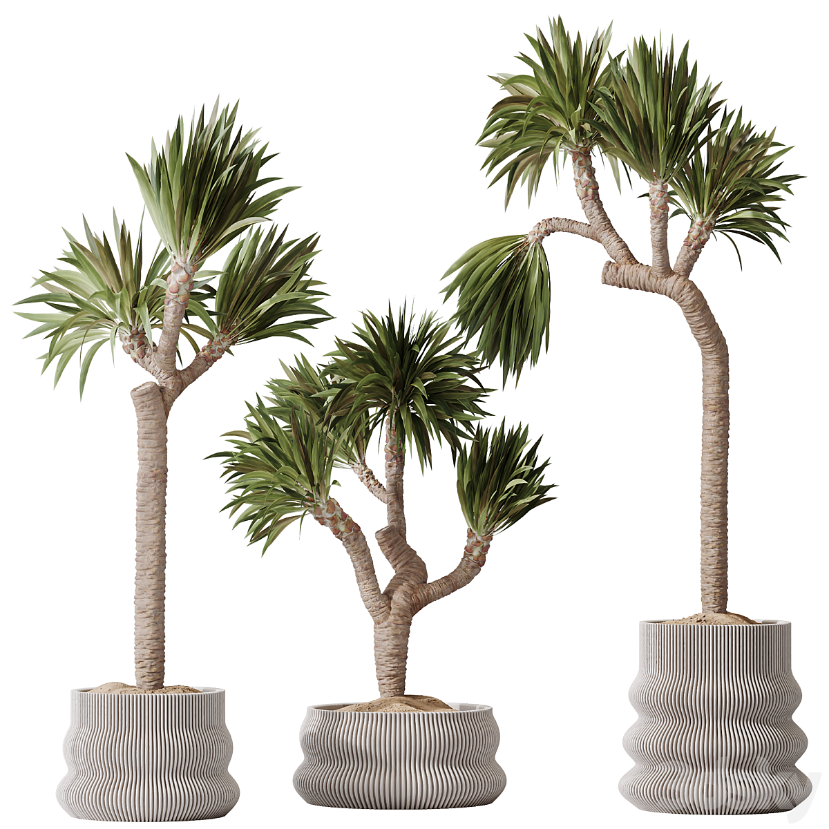 HQ 植物 Yucca Elephantipes Gigantea 花瓶 套装01_小熊猫超级