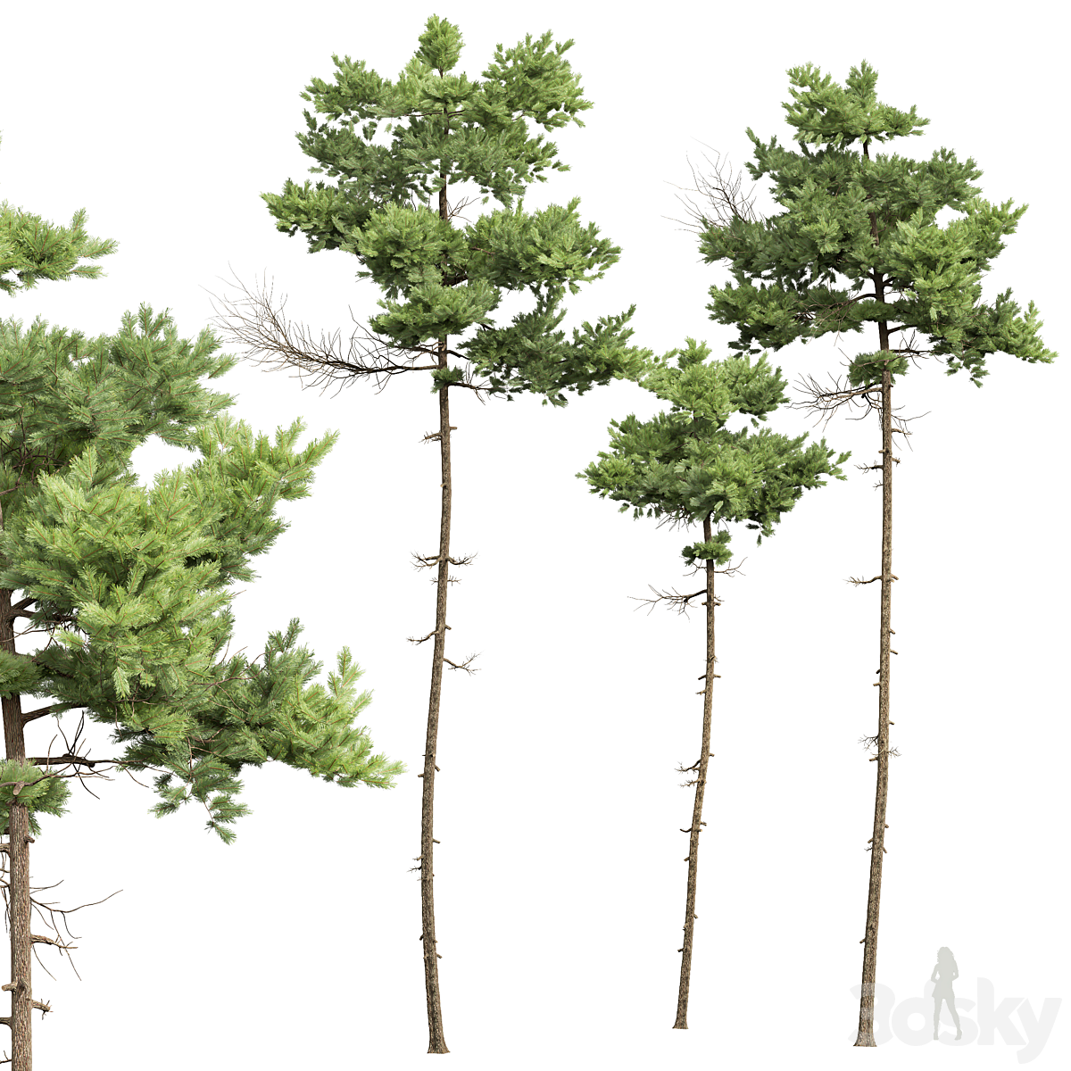 New 植物 High detail Pinus Echinata02_小熊猫超级