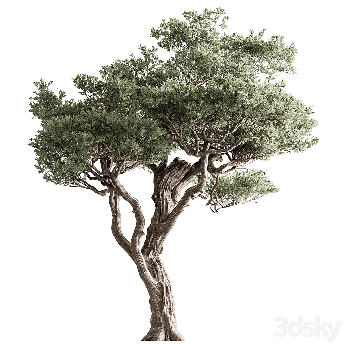 Tree-套装261( )_小熊猫超级