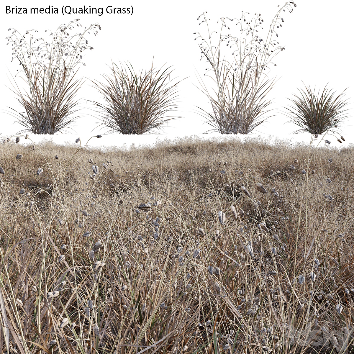 3DTree Briza media V3_小熊猫超级
