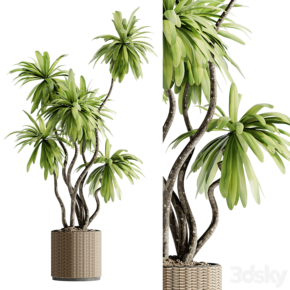 Indoor Bonsai 植物 39 VR_小熊猫超级