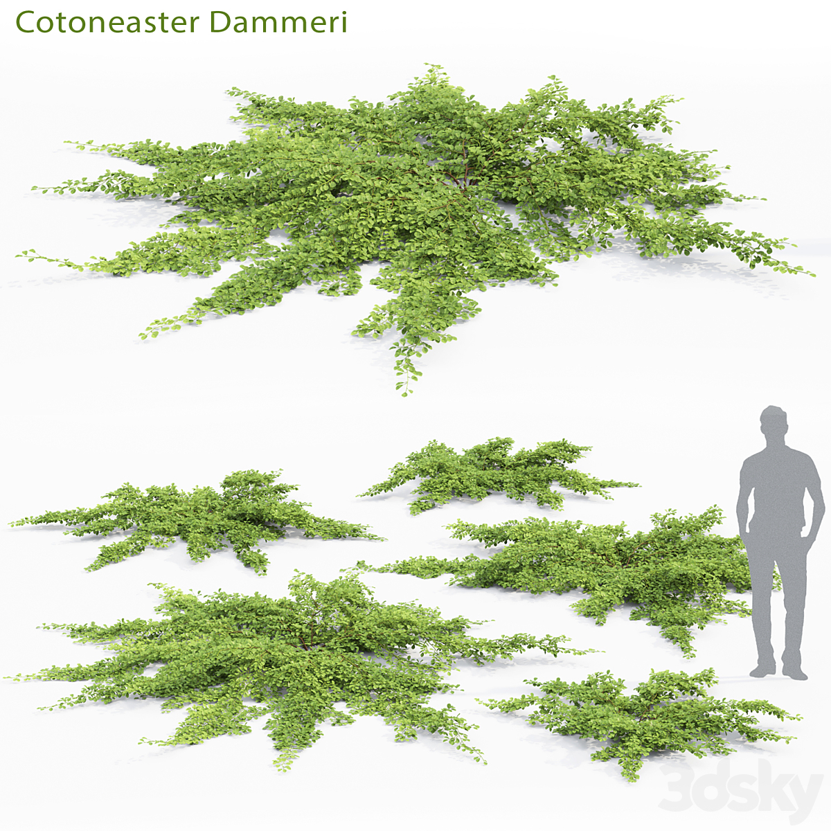 Cotoneaster dammeri 02( 2013)_小熊猫超级
