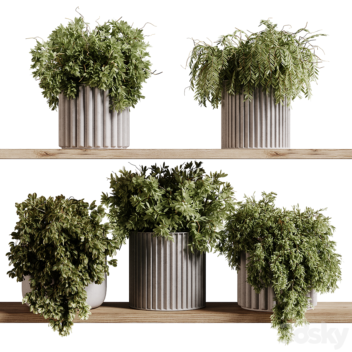 indoor 植物 97- Hanging indoor 植物_小熊猫超级