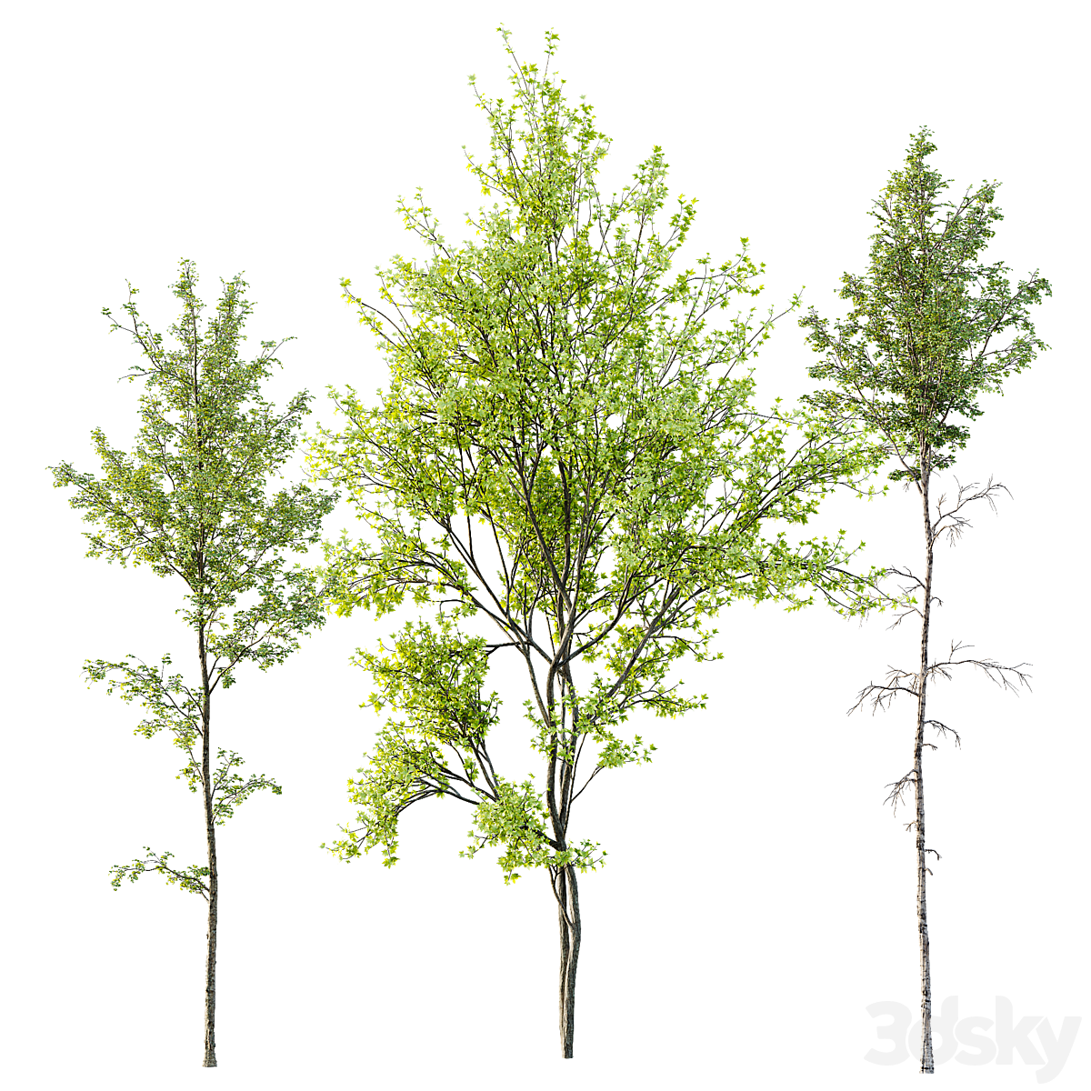 Alnus Glutinosa 及 Betula Pendula spring trees_小熊猫超级