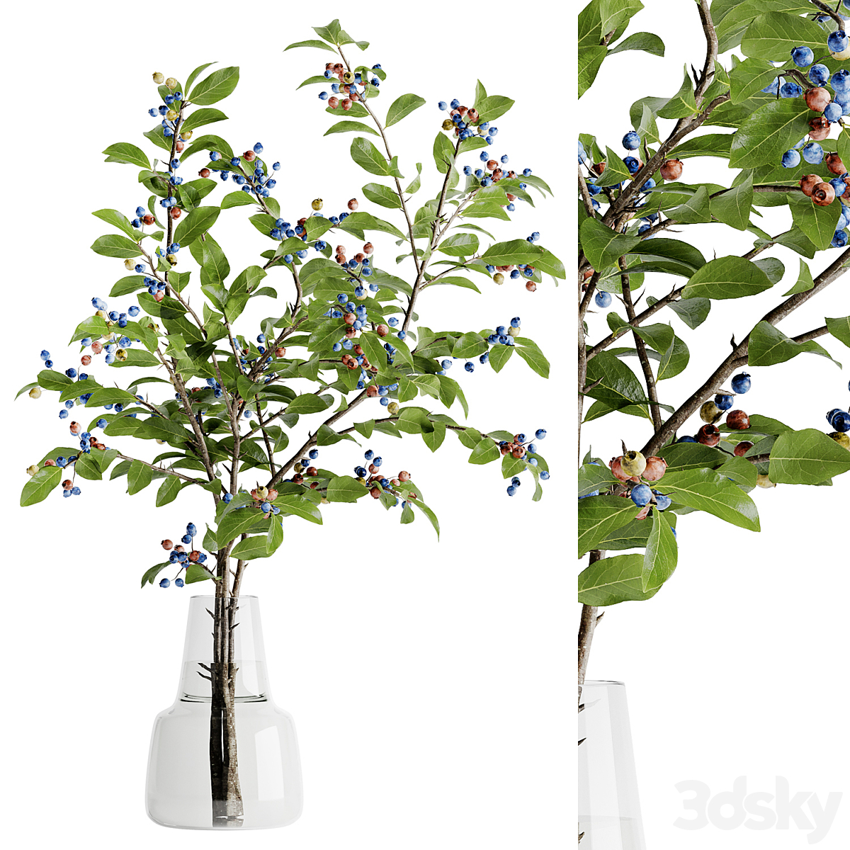 Blueberry bouquet inserted into 玻璃 花瓶 02 VR_小熊猫超级