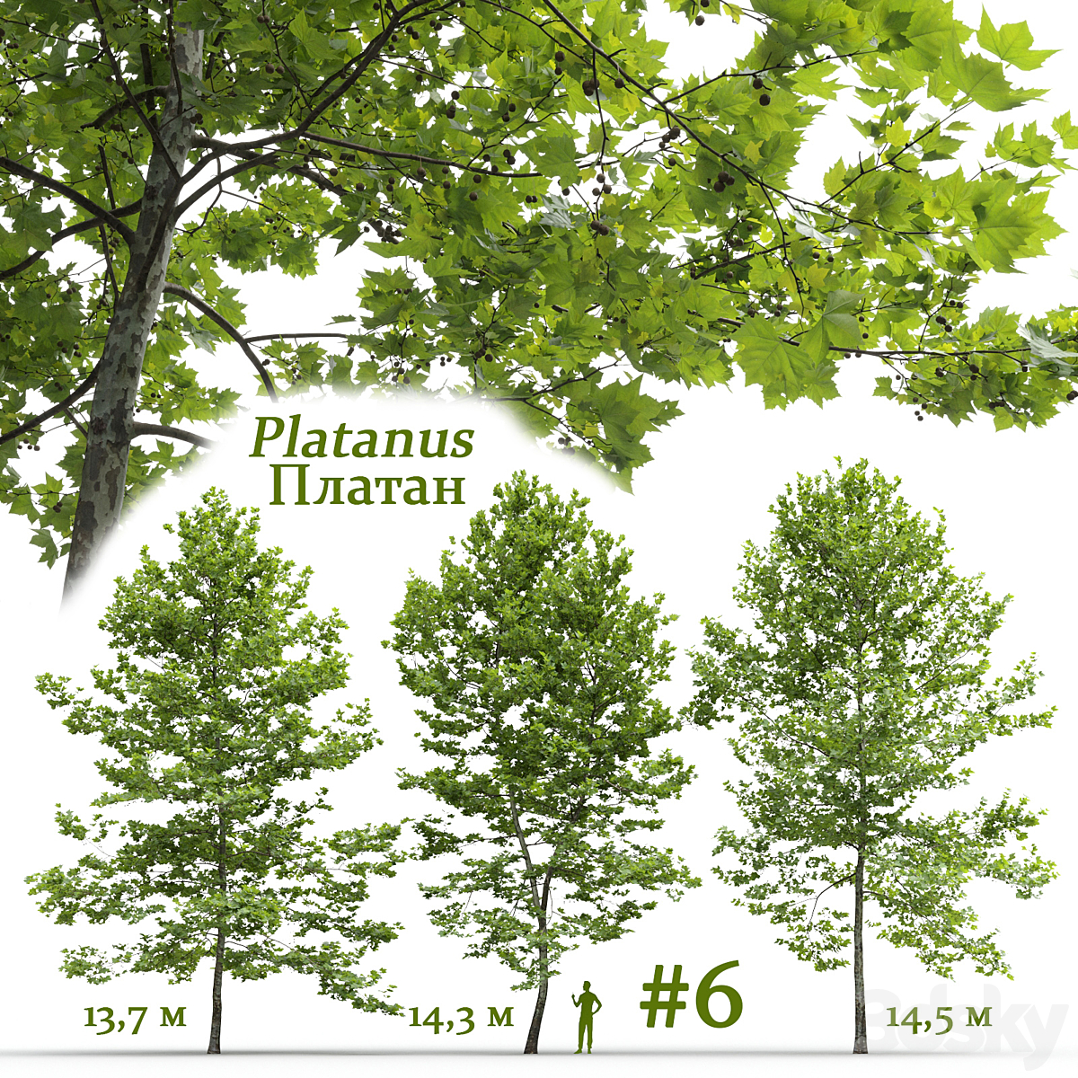 Platanus V6 2016_小熊猫超级
