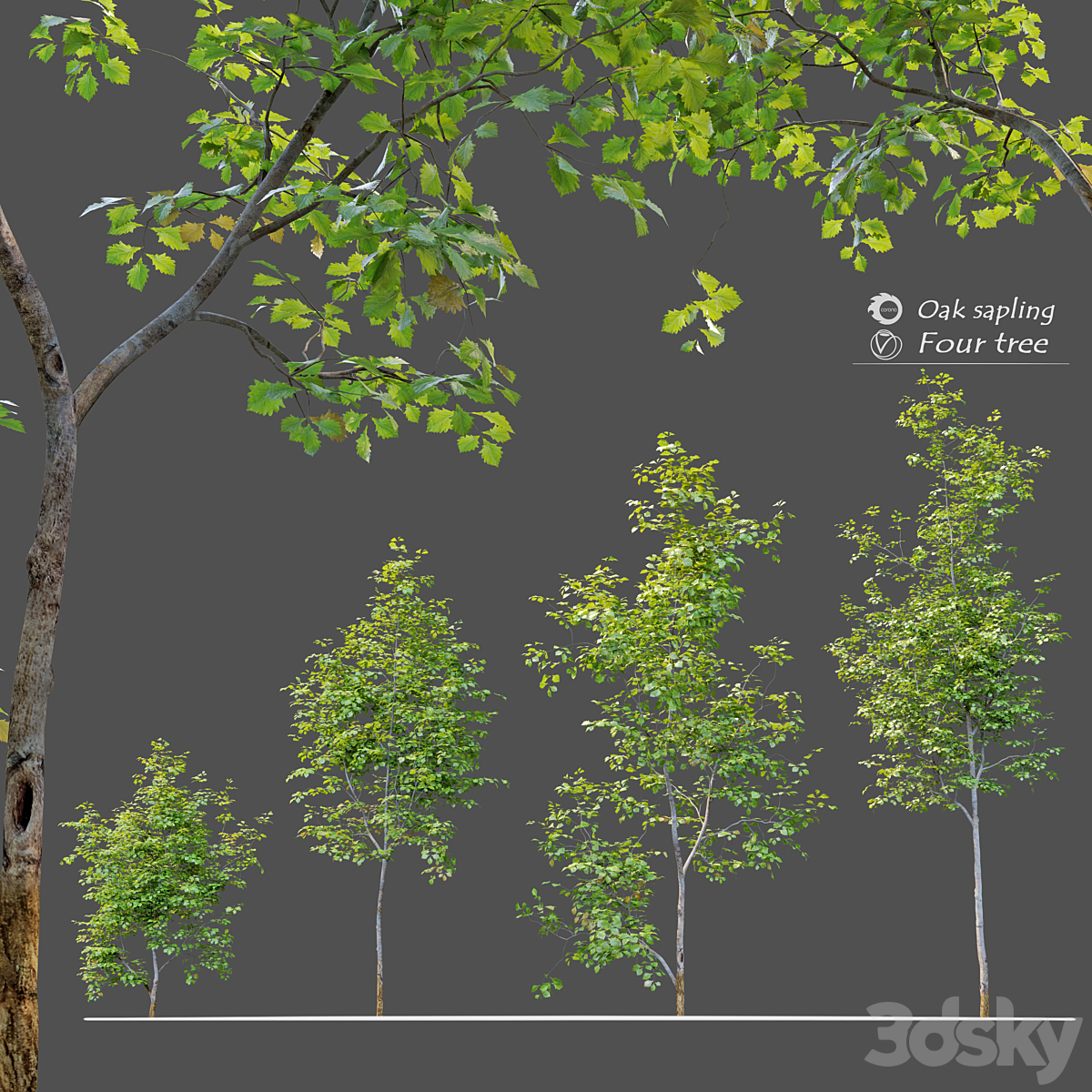 Oak sapling_小熊猫超级