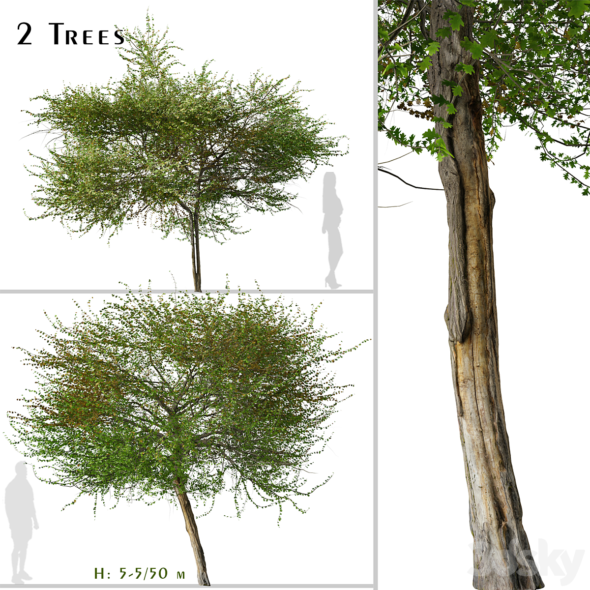 English Hawthorn_小熊猫超级