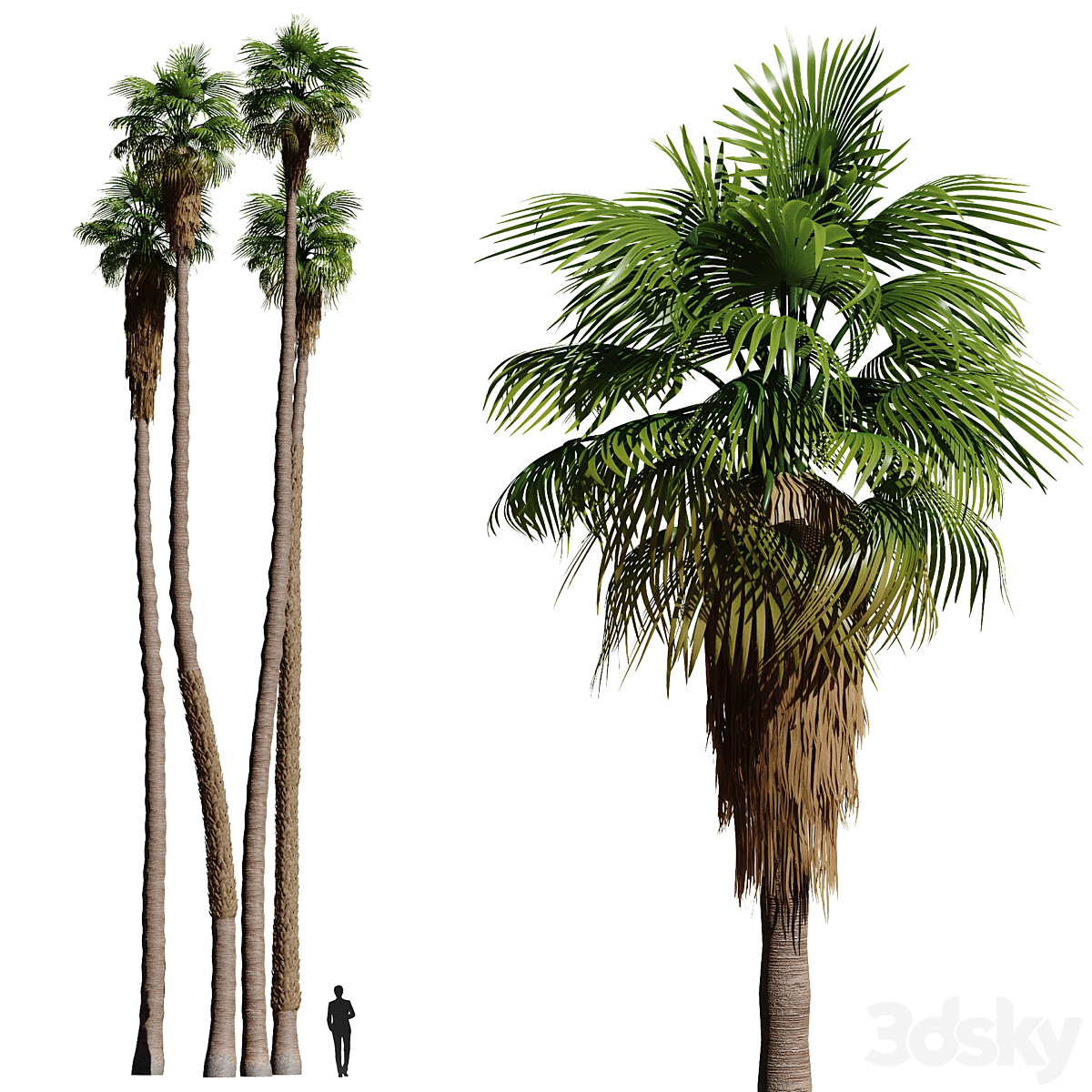 palms_小熊猫超级