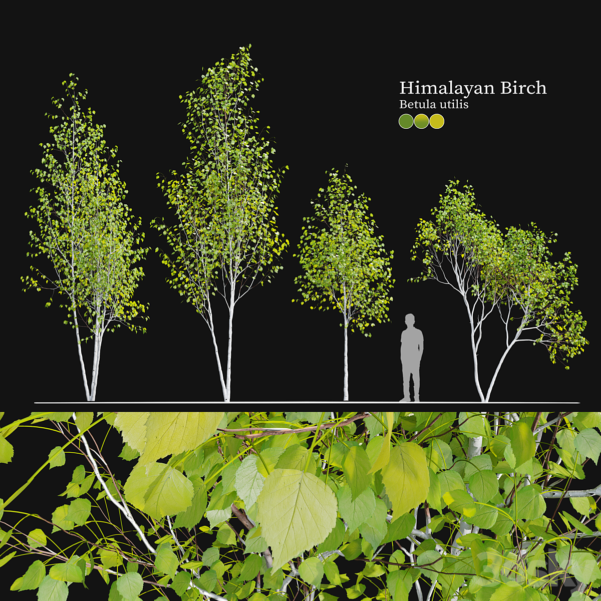 Himalayan birch_小熊猫超级