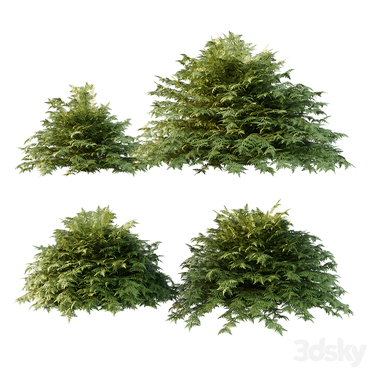 Cypress Bush 01_小熊猫超级