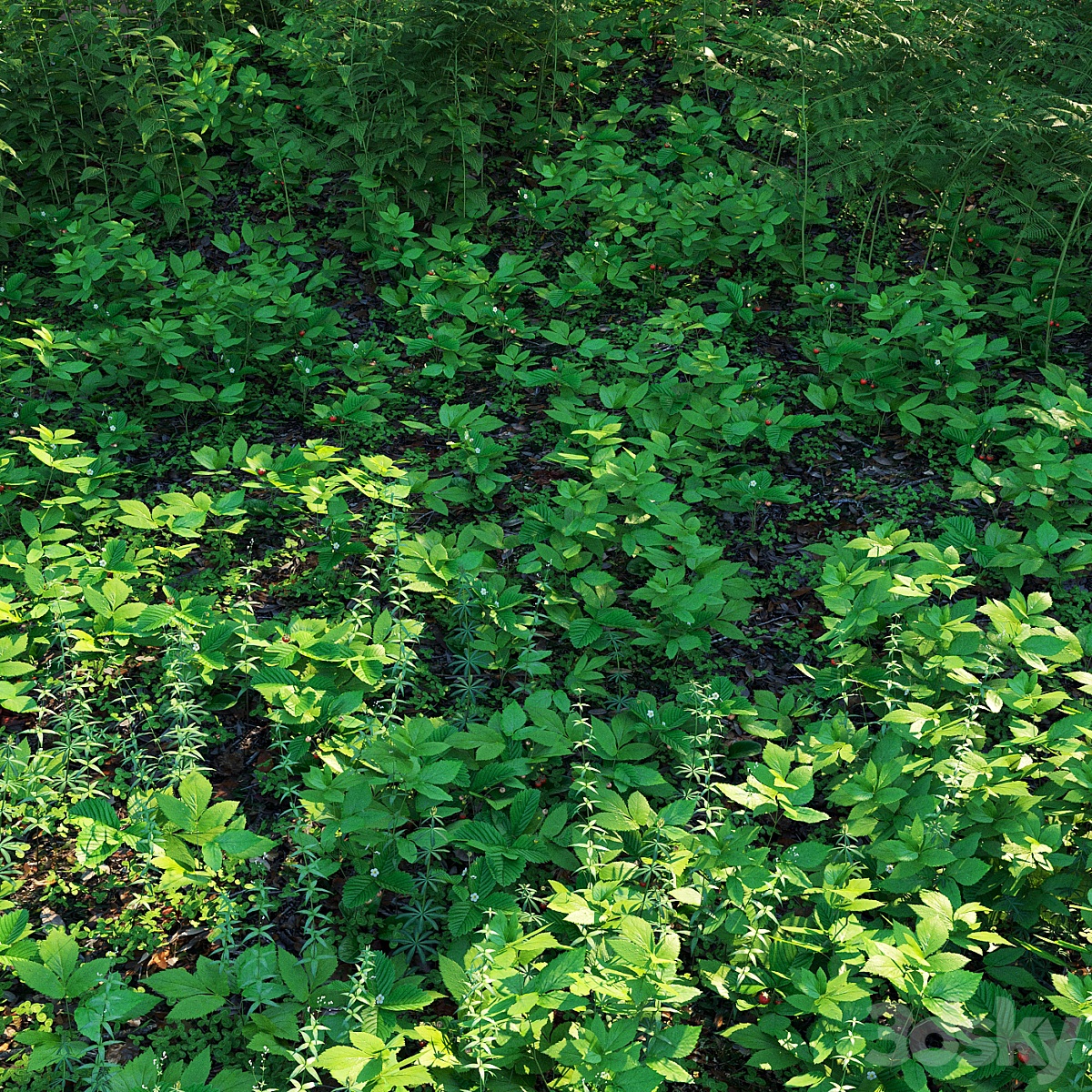 forest grass_小熊猫超级