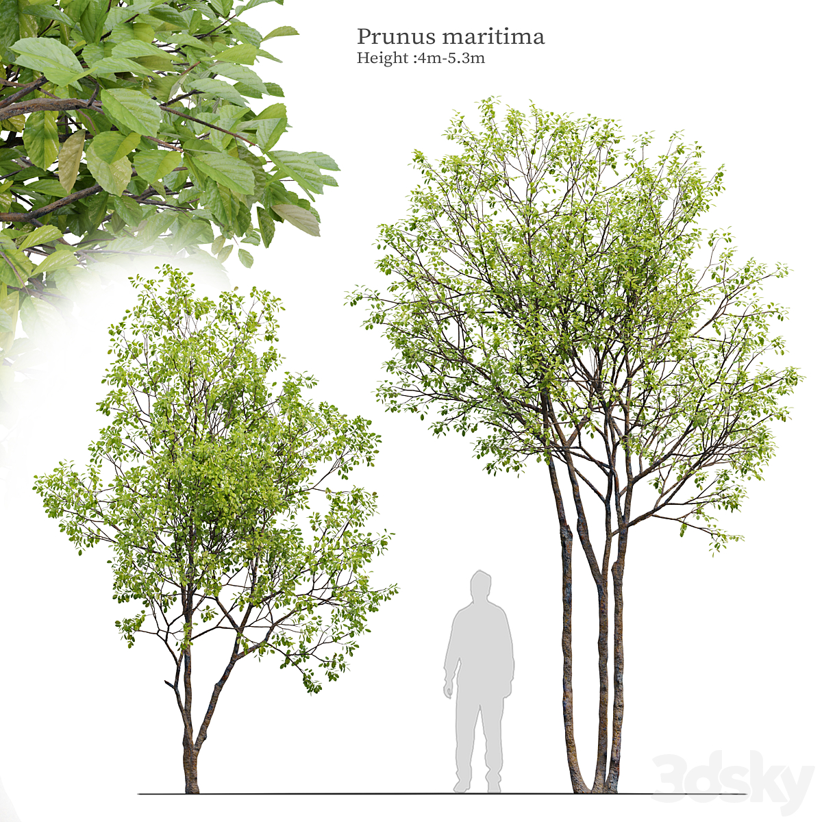Prunus maritima_小熊猫超级