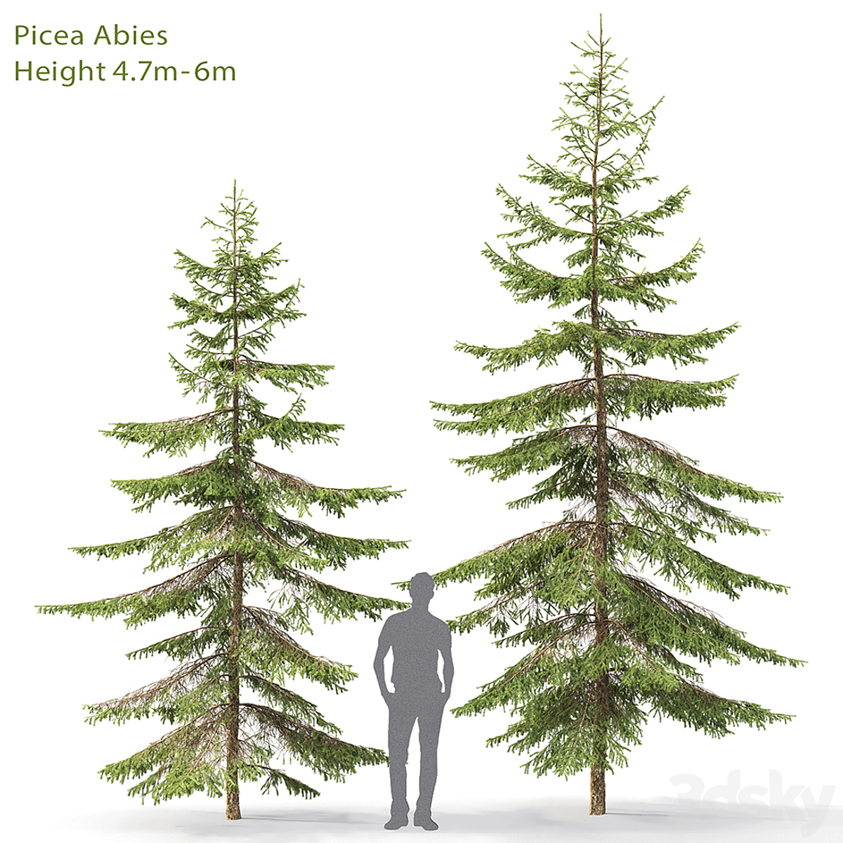 Picea 06( 2013)_小熊猫超级