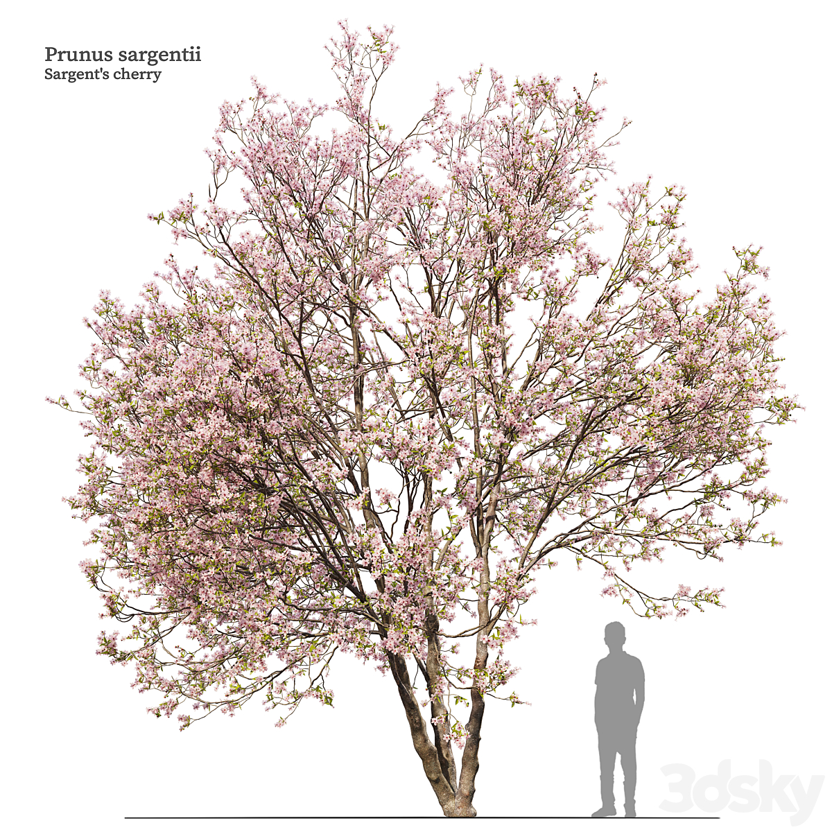 Prunus sargentii_小熊猫超级