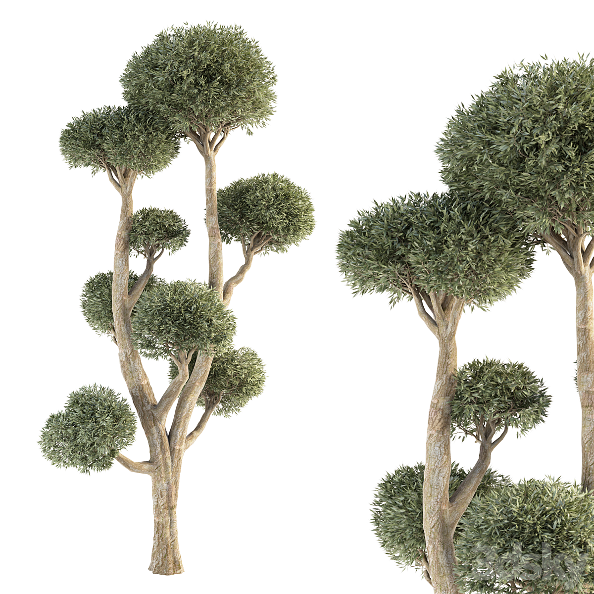 Olive Tree No.47 2013_小熊猫超级