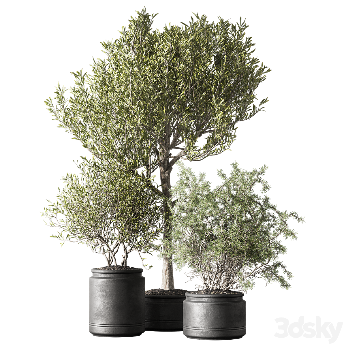 植物 29 18 Physical Legacy_小熊猫超级