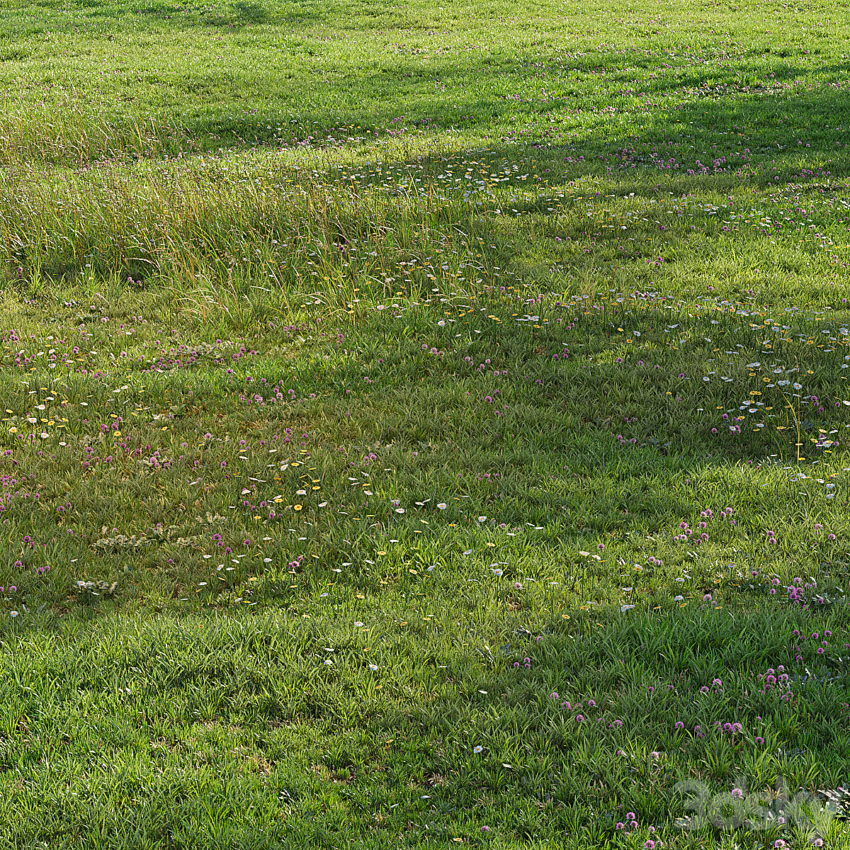 RealGrass2020 9_小熊猫超级