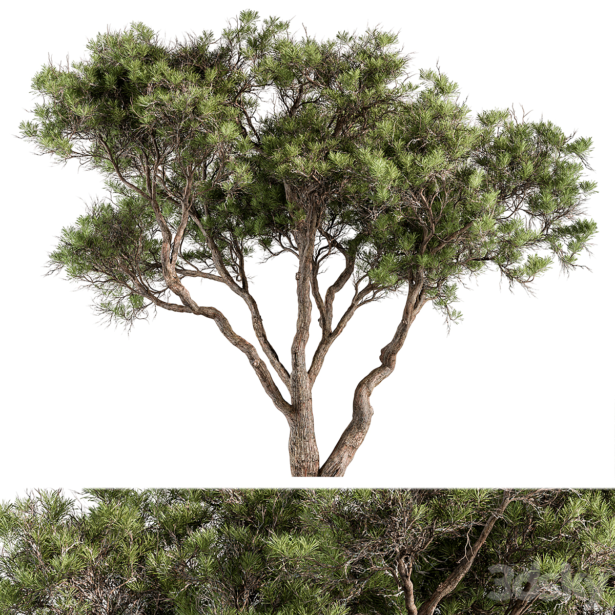 Tree-套装190( )_小熊猫超级
