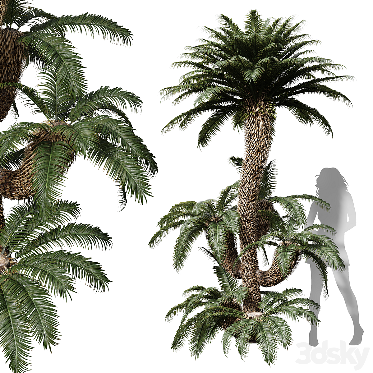 Cycas Revoluta Palmfarn Tree Family_小熊猫超级