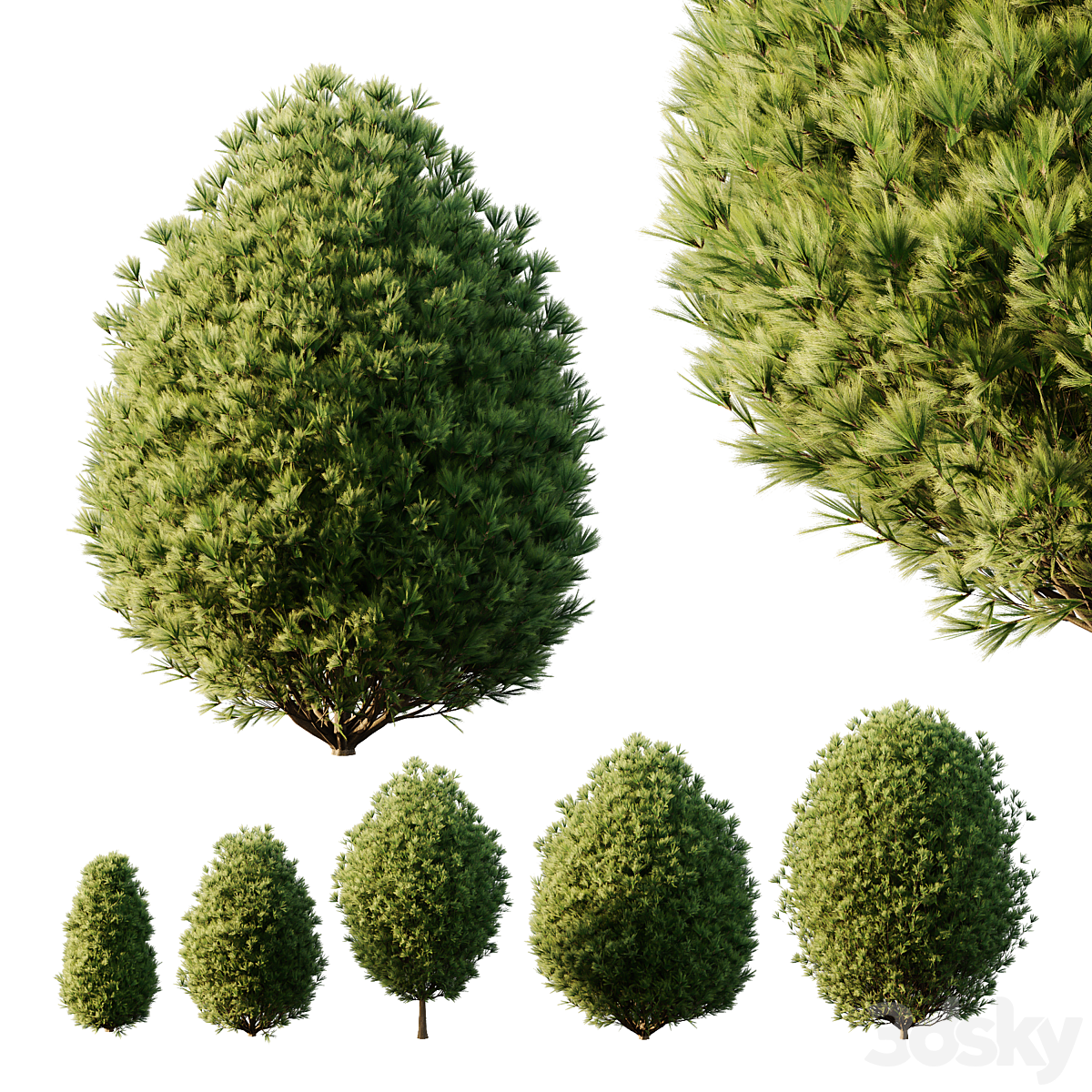 Pinus Mugo Bush02_小熊猫超级