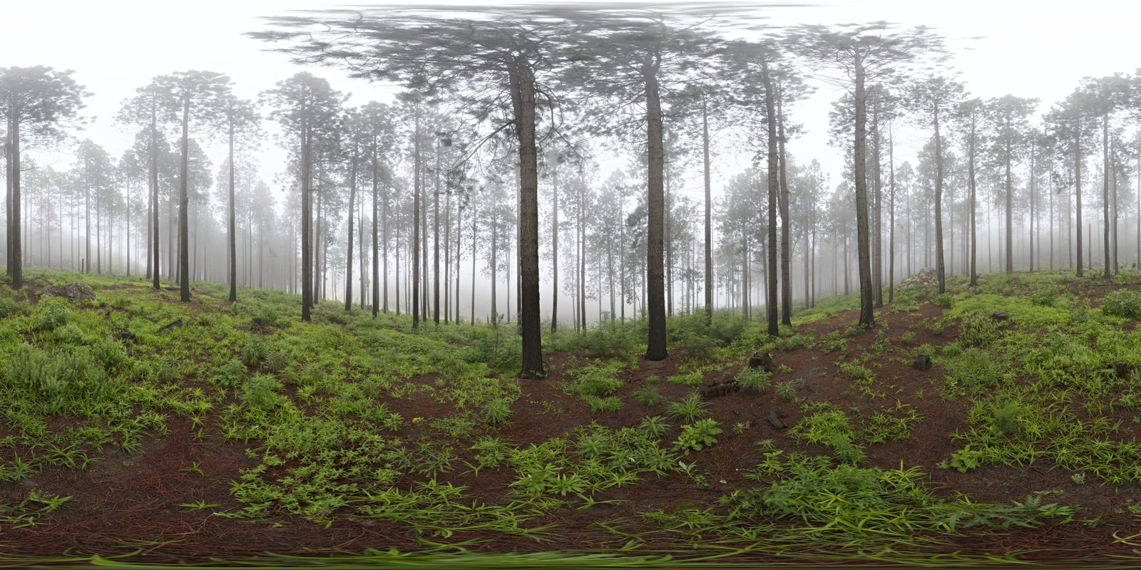 Misty Pines_小熊猫超级