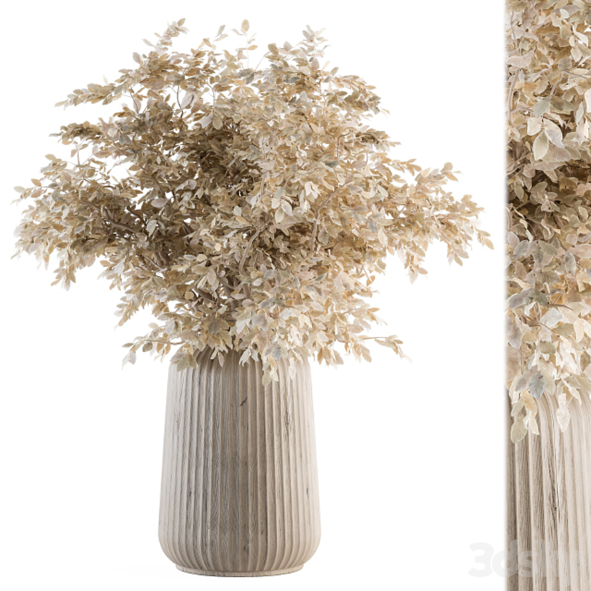 Dry-植物46( )_小熊猫超级