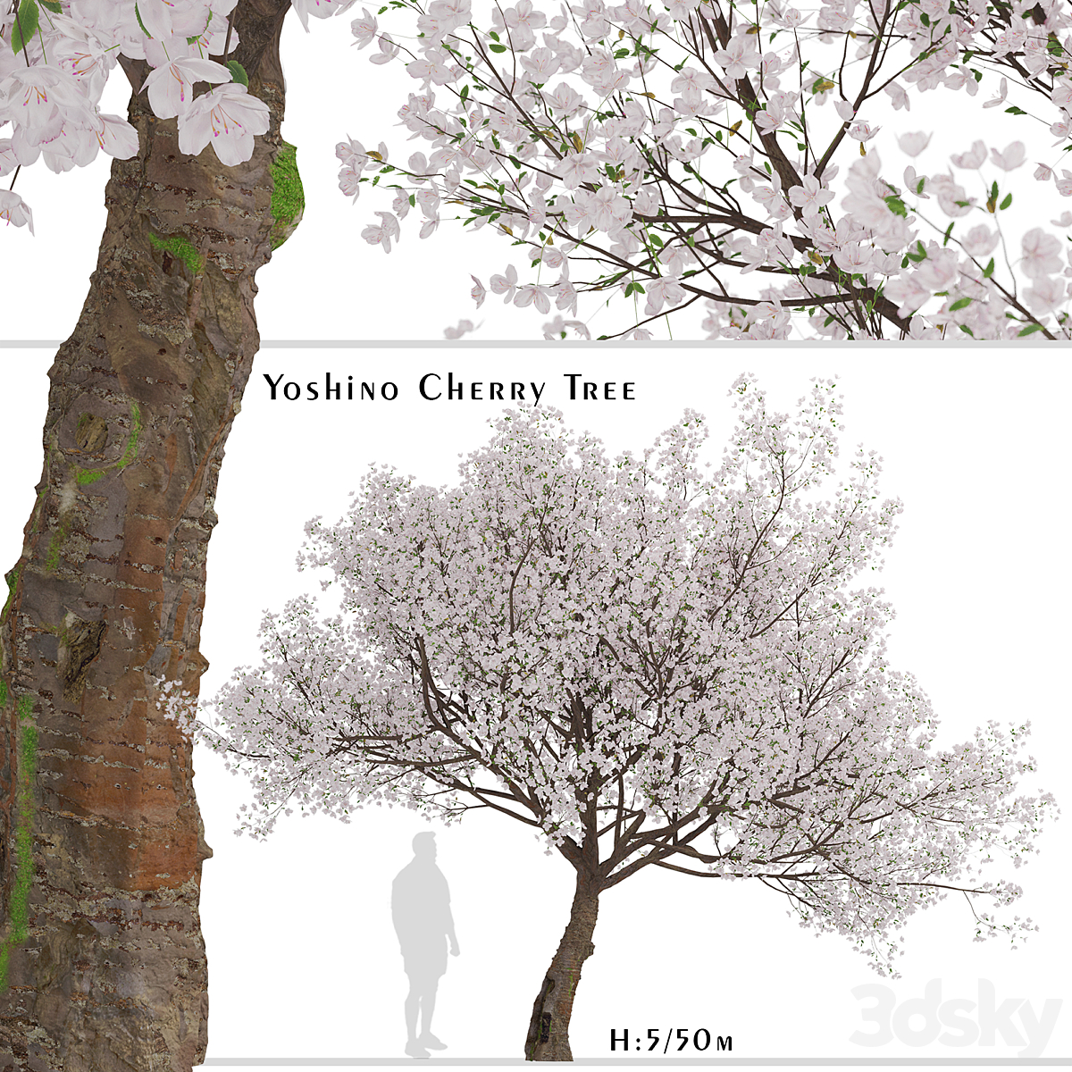 Yoshino Cherry Tree_小熊猫超级