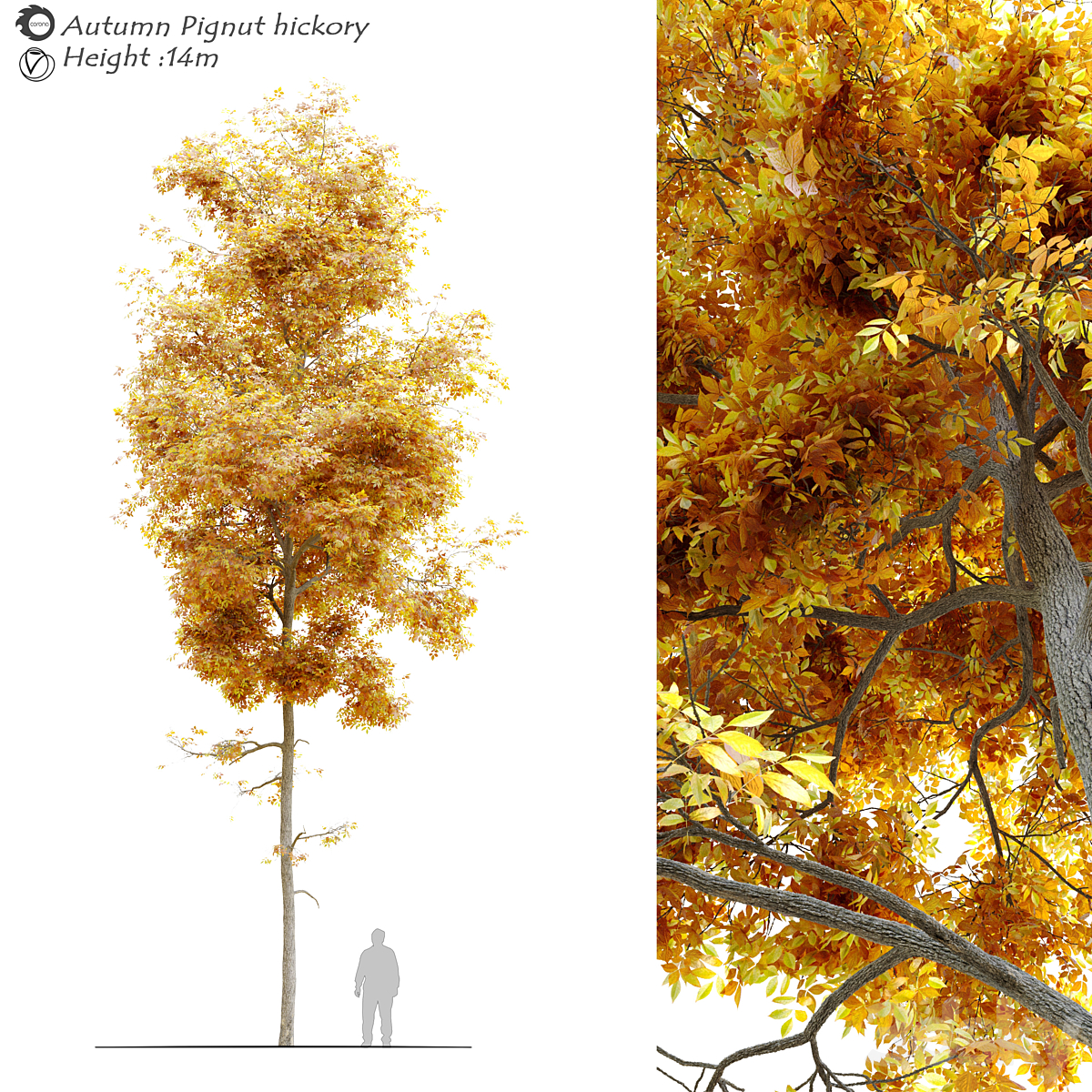 Autumn hickory_小熊猫超级
