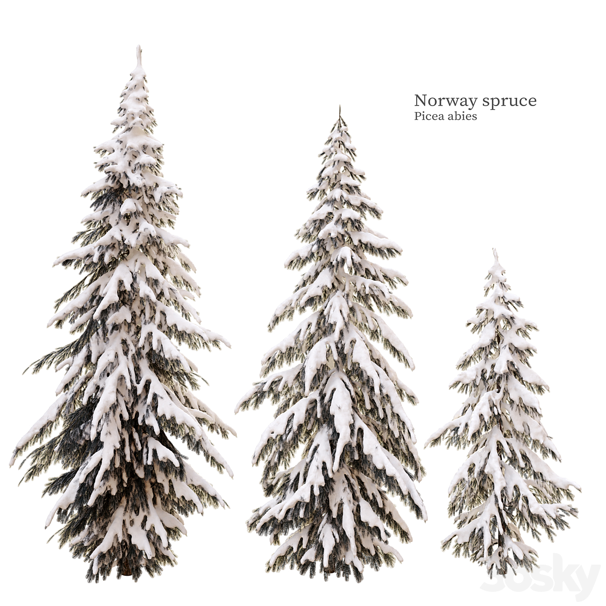 Winter norway spruce_小熊猫超级
