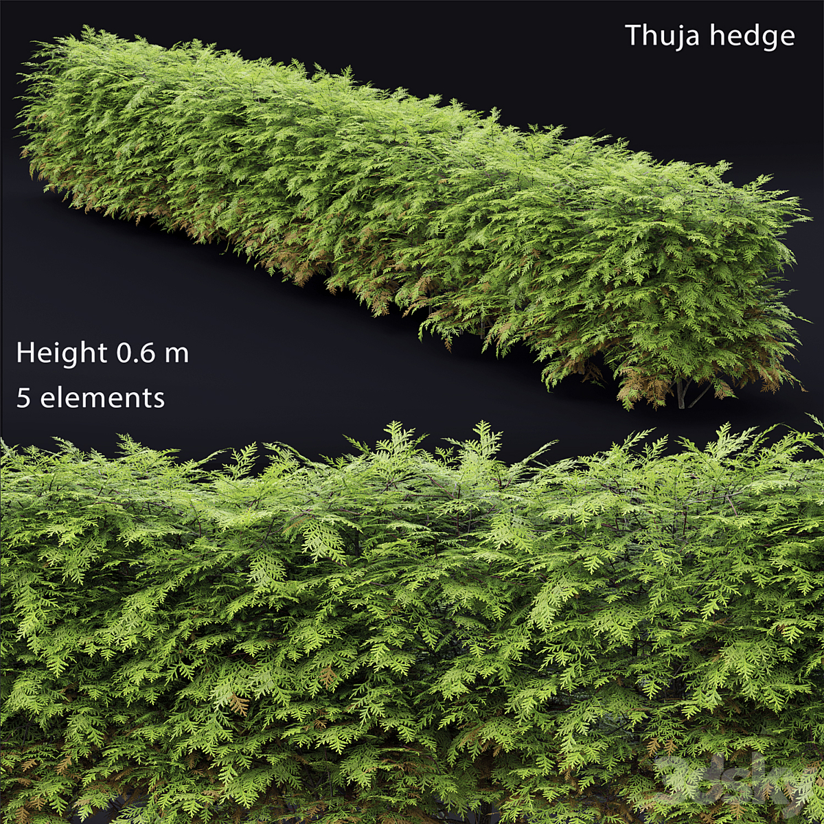 Thuja hedge 01(0.6m)( 2013)_小熊猫超级